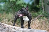 BOULEDOGUE FRANCAIS 1306